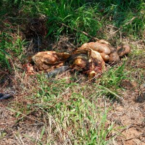 SEVEN CATTLE WERE FOUND SLAUGHTERED IN THE BUSHES AT GA-SEAPHOLE