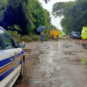 A TREE COLLAPSES AND CLOSES THE ROAD TO TZANEEN AFTER DOORNOEK, EQUESTRIAN ESTATE